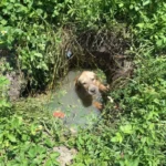 A Brave Officer Saves a Terrified Puppy Trapped in a Sewage Drain