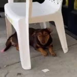 Little Lost Dog Waits by a Store for Weeks, Longing to Find a Loving Friend