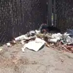 Happy Pup on Trash Heap Gets Overjoyed When a Good Samaritan Steps In to Help