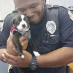 Heartwarming Moment: Officer “Adopts” a Cute Puppy During a Routine Visit to an Animal Shelter