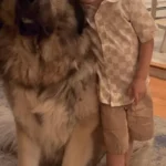 This Family Opens Up About Their Life With a Giant Caucasian Mountain Dog