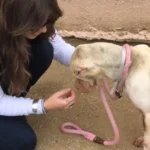 This Scared Little Pup Finally Felt the Warmth of Love After Being Rescued by Kind Hearts