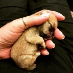 Tiny One-Eared Puppy as Small as a Hamster Triumphs Over Every Life Hurdle