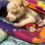 Tiny Chihuahua Makes Incredible Recovery After Scary Fall, Finds New Loving Family