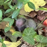 Hiker Stumbles Upon Strange Little Creature During Walk with Her Dog