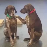 Loving Dog Gently Cares for Other Pups, and They Absolutely Adore It