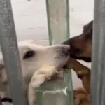 Cute Shelter Dog Comforts Her Neighbor in the Sweetest Way