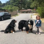 A Little Girl’s Heartwarming Friendship with Her Beloved Giant Dogs