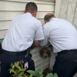 Dog Trapped by Dryer Vent at Home Amazes Police and Firefighters