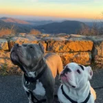 Two Heartbroken Pitties Find Solace in Each Other After Their Dad Dies in a Tragic Hiking Accident