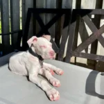 A Family Finds Unexpected Joy in Their Deaf Dog, Born by Chance