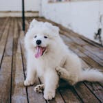 110+ Unique White Dog Names: Creative Ideas for Naming Your Pooch