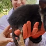 Rescuers Finally Reach a Hurt German Shepherd Puppy Who Had Been Suffering for Ages