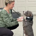 Couple Adopts an Older Pitbull and Quickly Discovers Her Unexpected Secret