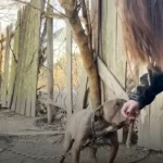 Illinois Pit Bull Who Spent His Life Chained Up Finally Finds a Loving Family