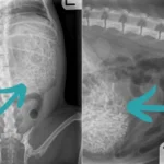 Mom’s Heart Skipped a Beat at the Vet: What the X-Rays Revealed About Our Beloved Dog