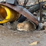 Dog Chained for a Decade by a Cliff Cries Upon Meeting Loving Human