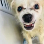 Senior Dog Set for Euthanasia Gets a Loving Home as Final Gift