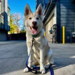 Lovely White Puppy Bound to a Pole Rescued by Caring Folks