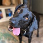 Man Who’d Never Saved a Stray Adopts a Scared Labrador After Their First Encounter