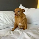 Chihuahua Rescue Dog’s Hilarious Face Brightens Everyone’s Day Instantly