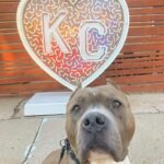 Pittie Finally Finds Joy After 150 Days In Shelter