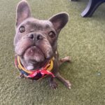 Cute French Bulldog With Paralyzed Legs Rescued By Wonderful People