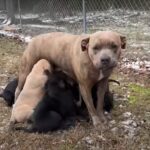 Grateful Mom Dog Can’t Express Enough Thanks for Saving Her Puppies