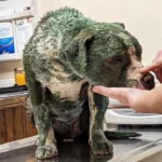 Scared Dog Coated in Harmful Paint Warms Up to Incredible Rescuers