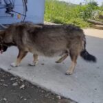 Hungry Pregnant Stray Dog Pleads for Help from Caring Woman