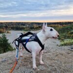 Lady Walks Her Dog, Spots Him Befriending the Strangest Pal Yet