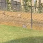 Man Noticed a Strange Creature by His Fence and Found Out What It Was