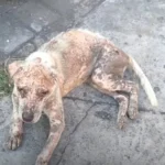 Rescuers Discover a Starving Bald Dog and Offer Him a Fresh Start