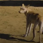 Little Blue-Eyed Dog Abandoned by His Owners Transforms Amazingly After Rescue