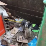 Desperate Mom Dog Eats Trash to Feed Her Pups, Then Miracles Unfold