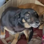 Rescuers Found Two Scared Dog Siblings Hidden in an Outdoor Bathroom