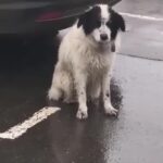 A Faithful Dog Waited in Heavy Rain, Hoping His Family Would Come Back