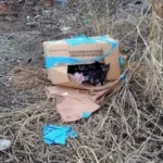 Man Discovers Cardboard Box on Train Tracks With an Unbelievable Surprise