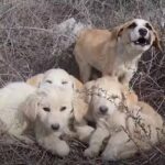 Rescuers Attempt to Save Puppies and Find One Scared of Humans