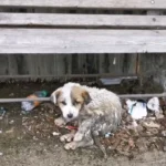 This Forsaken Puppy Fought Hard Until Fortune Finally Smiled on Him