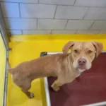 This Dog’s Heartwarming Reaction to Leaving the Shelter Will Melt Your Heart