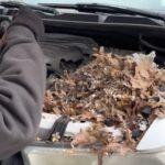 Man Couldn’t Figure Out Why His Car Wasn’t Starting Until He Found the Cause