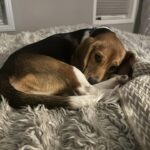 Beagle Saved from Lab Experiments Discovers Joy of Being a Dog