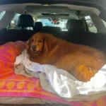 Owners Almost Put Down Their Chubby Golden Retriever, Now She’s Like a Whole New Dog