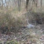 Hiker Stunned by Odd Sound Resonating Through the Forest’s Trees