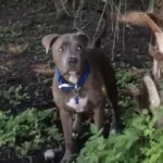 After 8 Long Years, This Lost Pit Bull Finally Reunites With Owner