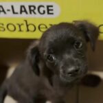 Shelter Opens Two Boxes and Discovers a Heartwarming Surprise Inside One