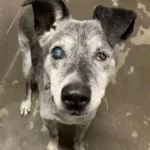 19-Year-Old Dog Experiences Love Once More After Being Adopted