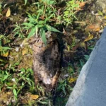 Brave Cop Saves A Drowning Animal From The Lake Just In Time