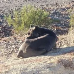 Hungry Cane Corso Abandoned in Desert Finally Gets a Caring Family in Oregon